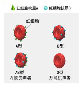 ab型血和o型血的孩子 ab型血能不能给o型血输血