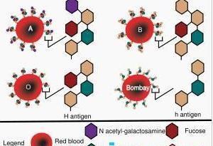 孟买血型 O型血和孟买血型是怎样的