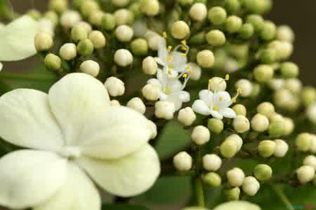 迎春花的含义 琼花的含义