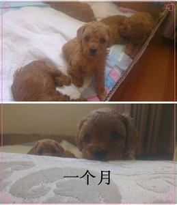 泰迪犬的饲养方法 两个月泰迪犬怎么养 两个月泰迪犬的饲养方法