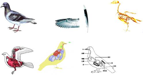鸟类适于飞行的特点学习视频