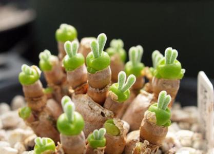 多肉植物哪种比较可爱 可爱多肉植物图片 可爱多肉植物萌图高清图片下载