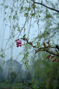 三月雨季 《三月的雨季》