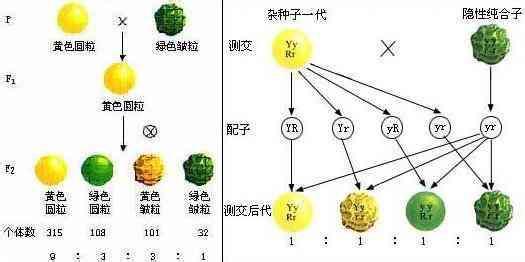 基因分离定律知识点 2017年高考生物基因的自由组合定律知识点