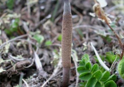 冬虫夏草种植方法图片 冬虫夏草种植方法_冬虫夏草种植