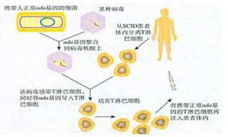 高中生物知识点2017年 2017高考生物DNA的结构与复制知识点总结