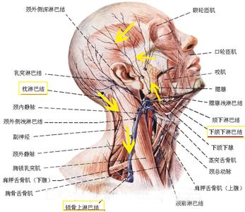 脖子上的淋巴怎么排毒 淋巴怎么排毒