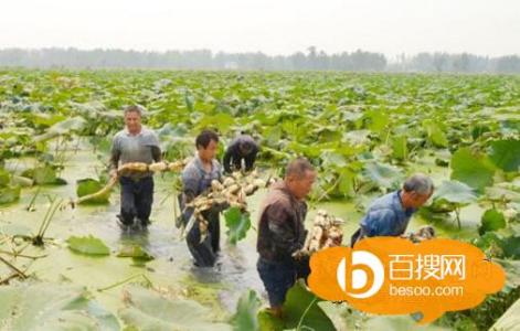 浅水莲藕种植技术 广西浅水莲藕种植有什么方法