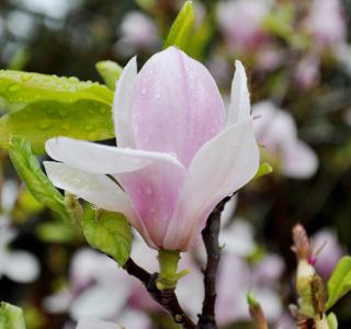 木兰花爱情花语 木兰花的花语是什么