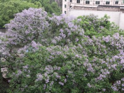 紫桐花开诗词 紫桐花开