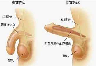 治疗阴茎勃起硬度不够 哪些方法能增强阴茎勃起硬度