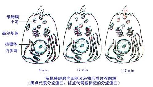 放射性同位素 什么是放射性同位素 放射性同位素的特点 放射性同位素主要作用