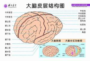 大脑记忆力减退 大脑记忆力减退是什么回事