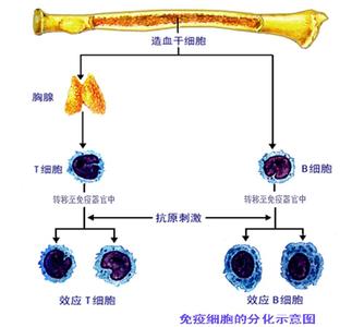 小学数学优秀评课稿 高二生物《细胞的分化》优秀评课稿