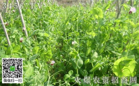 豌豆的种植方法和时间 河南豌豆种植时间_豌豆什么时候种植