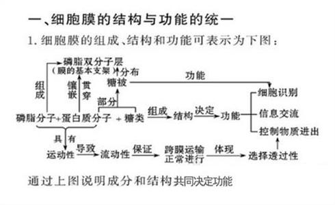 细胞生物学知识点 高中生物《从生物圈到细胞》知识点