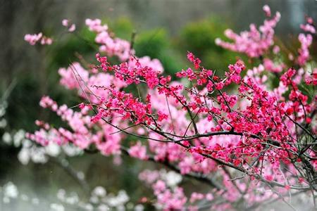 梅花什么时候开花季节 梅花什么时候开_梅花什么时候开花