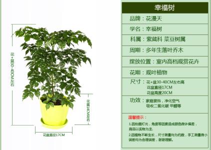 植物生长发育的调节 初二上册生物《植物的生长发育》测试试卷