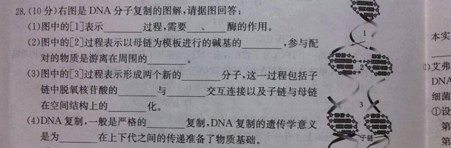 第三章 基因的本质 高一生物下册第三章基因的本质单元测试