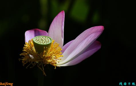 花开不败 花有魂兮开不败