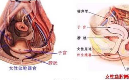 长期患有盆腔炎怎么办 如何确定患上盆腔炎 盆腔炎的判断方法