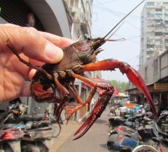 小龙虾饲养 饲养小龙虾的注意问题