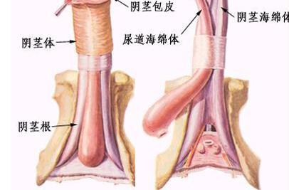 包皮过长非手术治疗 男人包皮过长如何治疗 包皮过长手术治疗方案