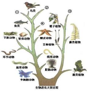 初二生物知识点：陆地生活的动物