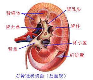 肾脏肿瘤有什么症状 肾瘤是怎么形成的 肾瘤有什么症状