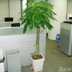 家居风水植物摆放禁忌 家居植物如何摆放 家居植物摆放风水禁忌