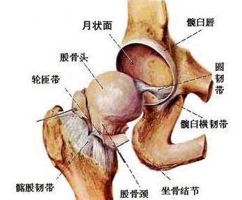 关于艾灸股骨头 关于股骨头坏死的治疗方法