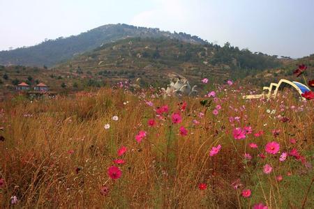 广场舞山花烂漫 广场舞《山花烂漫》教学视频