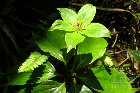 七叶一枝花种植技术 广西七叶一枝花种植技术