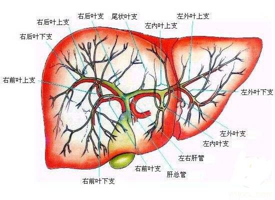 一张“清洁处方”，让你的内脏好好洗个澡